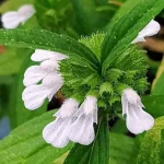 leucas-aspera-thumbai-flowers (1).webp