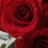 sangeetha141982